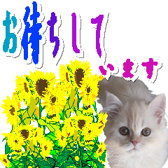 [LINEスタンプ] 可愛いネコと花の丁寧敬語の画像（メイン）