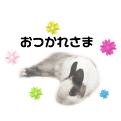 [LINEスタンプ] ミニウサギのきりまる①