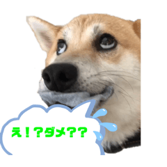 [LINEスタンプ] 柴犬がんも2