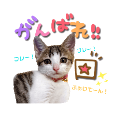 [LINEスタンプ] 姫と三獣士♡子猫のナナ♡