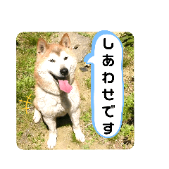 [LINEスタンプ] 柴犬コジローくん 2