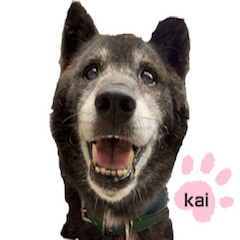 [LINEスタンプ] 甲斐犬の魁