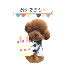 [LINEスタンプ] トイプードルのくま