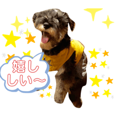 [LINEスタンプ] 仔犬のカールと仔犬のノア