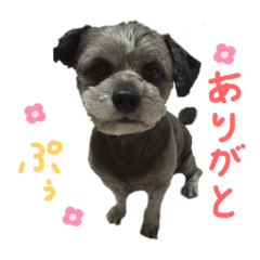 [LINEスタンプ] ぷぅ♡