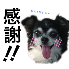 [LINEスタンプ] チワワのチコ 第3弾