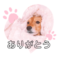 ふうちゃんスタンプ.