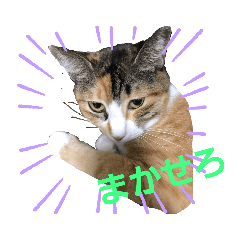 [LINEスタンプ] 匠のネコ