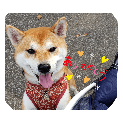[LINEスタンプ] ハローだよ☆