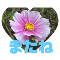 [LINEスタンプ] お花の写真日常挨拶スタンプ
