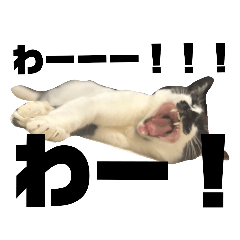 [LINEスタンプ] 雑種ねこ英世（ひでよ）の日常。日常編