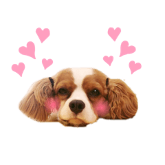 [LINEスタンプ] しなもんと仲間たち。