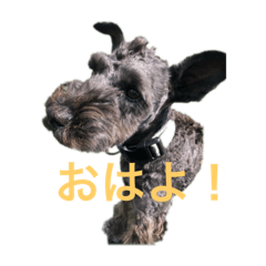 [LINEスタンプ] ミニチュアシュナウザー ビビのスタンプ