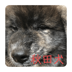 [LINEスタンプ] 秋田犬はーくん時々しろわん