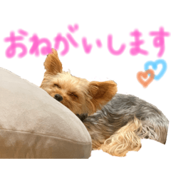 [LINEスタンプ] ヨーキーのゆずの感情編