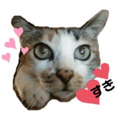 [LINEスタンプ] ねこのウリ