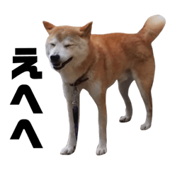 [LINEスタンプ] 柴犬ふじまる5