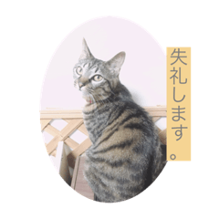 にゃんこスタンプ  敬語バージョン