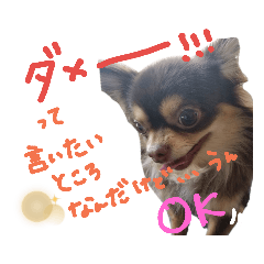 [LINEスタンプ] チワワのミラちゃん