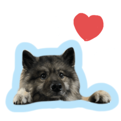 [LINEスタンプ] 病院犬キーちゃんのスタンプ
