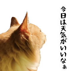 [LINEスタンプ] わが家のお猫様とお犬様