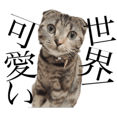 [LINEスタンプ] 世界で1番可愛い猫の画像（メイン）