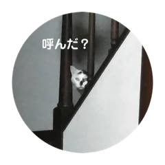 [LINEスタンプ] ノラ猫出身・ちゅう！