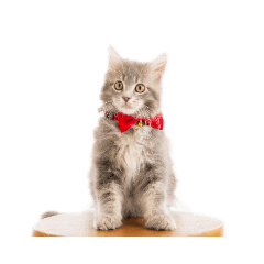 [LINEスタンプ] ねこのあんじぇろ