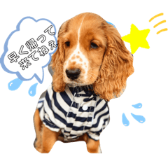 [LINEスタンプ] かーるの仔犬とカール＆ノア