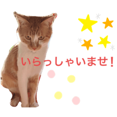 めんま専務 ビジネス用1