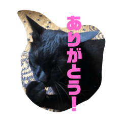 [LINEスタンプ] たま＆もふこ