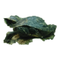 [LINEスタンプ] 亀 熱帯魚 カエル クラゲ 珊瑚礁 写真 カモの画像（メイン）