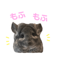 [LINEスタンプ] アンゴラチンチラ ちびまるくん