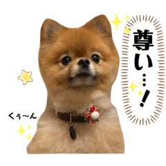 [LINEスタンプ] 虎太郎4段！