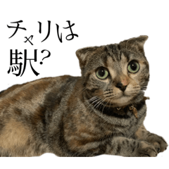 [LINEスタンプ] 世界で1番可愛い猫とフェレット