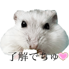 [LINEスタンプ] healing hamster sticker.の画像（メイン）