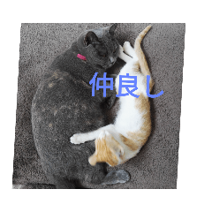[LINEスタンプ] 飼い猫たち