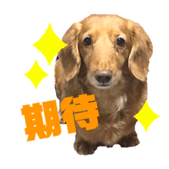 [LINEスタンプ] 仲良しワンニャンず