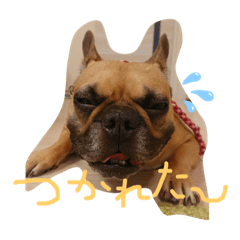 [LINEスタンプ] フレンチブルドッグ☆リブの楽しい毎日②
