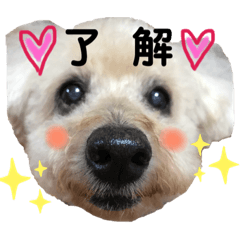 [LINEスタンプ] トイプードル♡レオ②