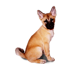 [LINEスタンプ] シェパード犬（雑種）SHIGE