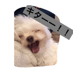[LINEスタンプ] まろわた3