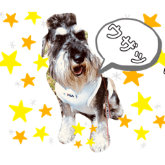 [LINEスタンプ] ミニチュア・シュナウザーのモヒカンカール