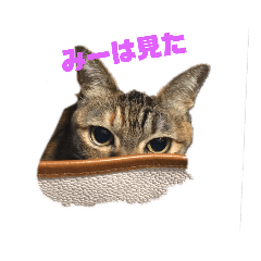 [LINEスタンプ] 毎日のねこのみーちゃん
