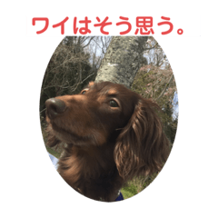 [LINEスタンプ] チョコタン★ミニチュア
