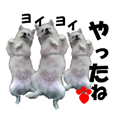 [LINEスタンプ] 犬田さんちのスピッツ