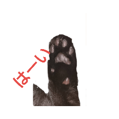 [LINEスタンプ] 黒neco