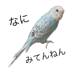 [LINEスタンプ] レオアリまいにち