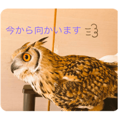 [LINEスタンプ] ベンガルワシミミズクのつくお