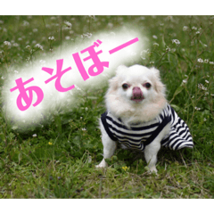 [LINEスタンプ] チワワとニャンズ2